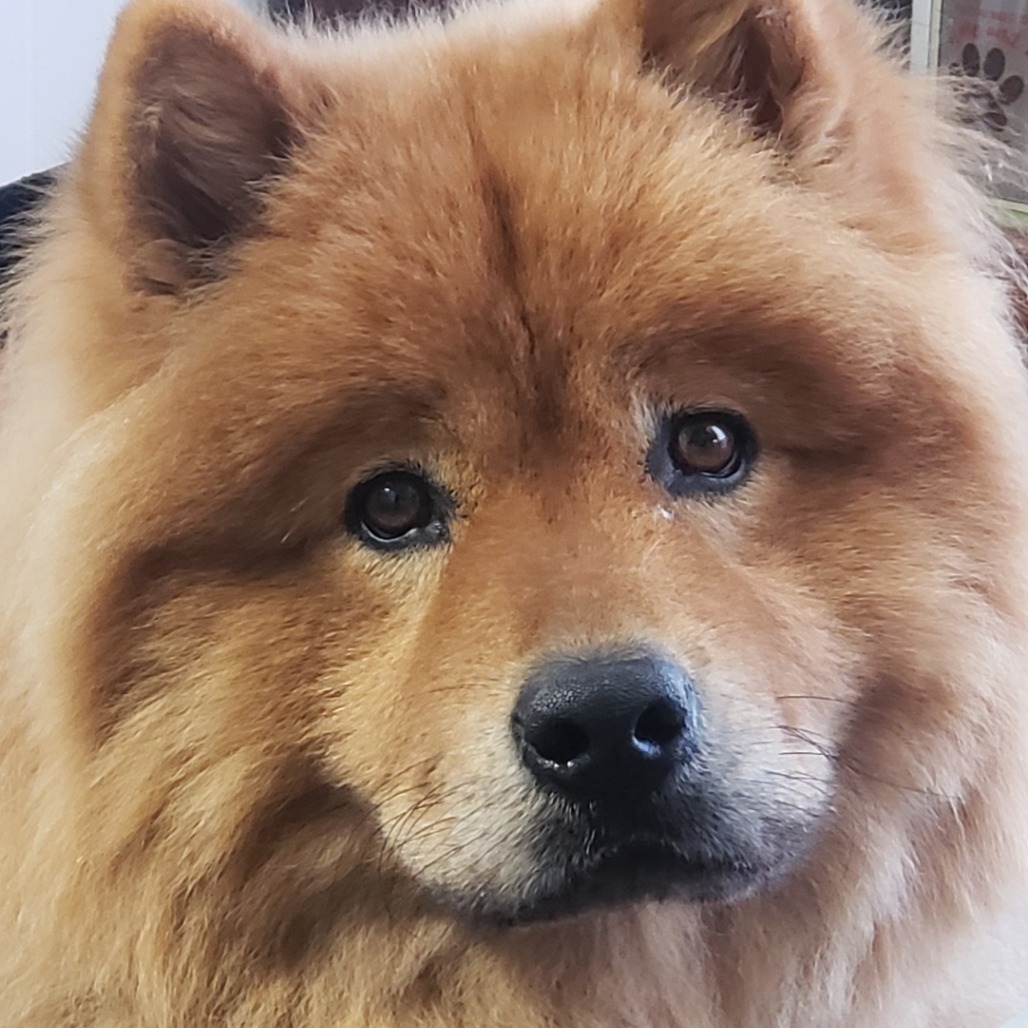 Bear 04-0511