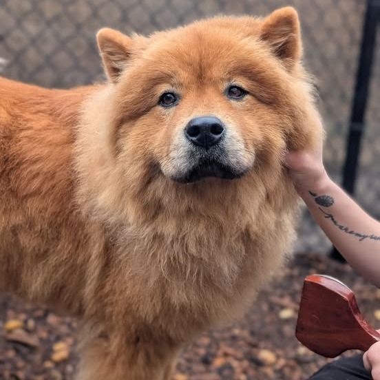 Bear 04-0511