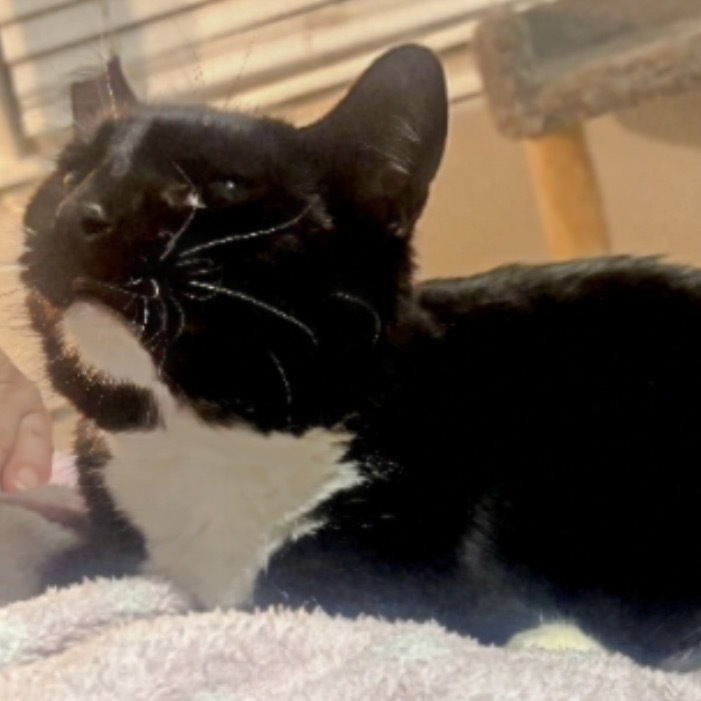 Prissy T