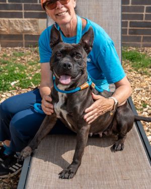 Takelly Mixed Breed Dog