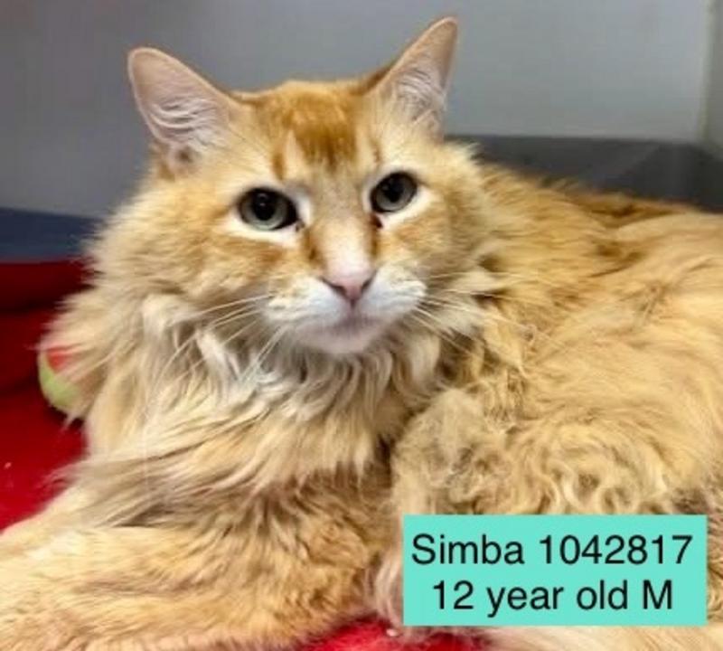 Simba