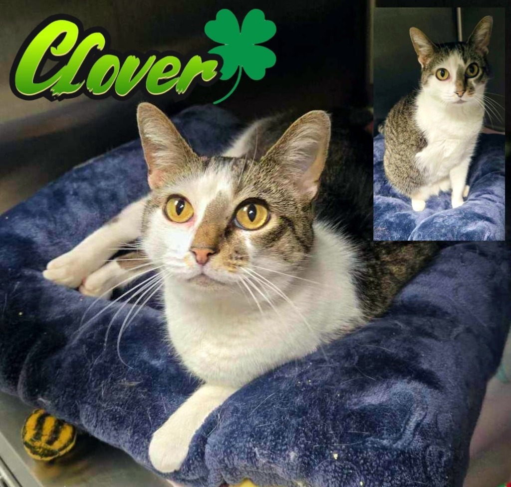 Clover