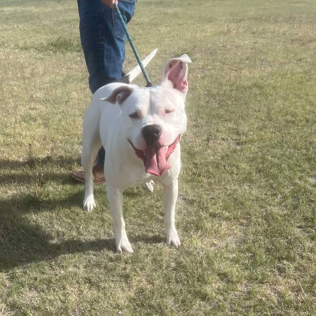 Karma, an adoptable Pit Bull Terrier in Garden City, KS, 67846 | Photo Image 1