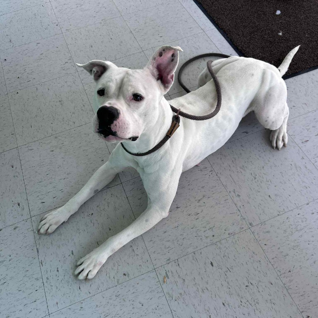 Karma, an adoptable Pit Bull Terrier in Garden City, KS, 67846 | Photo Image 1