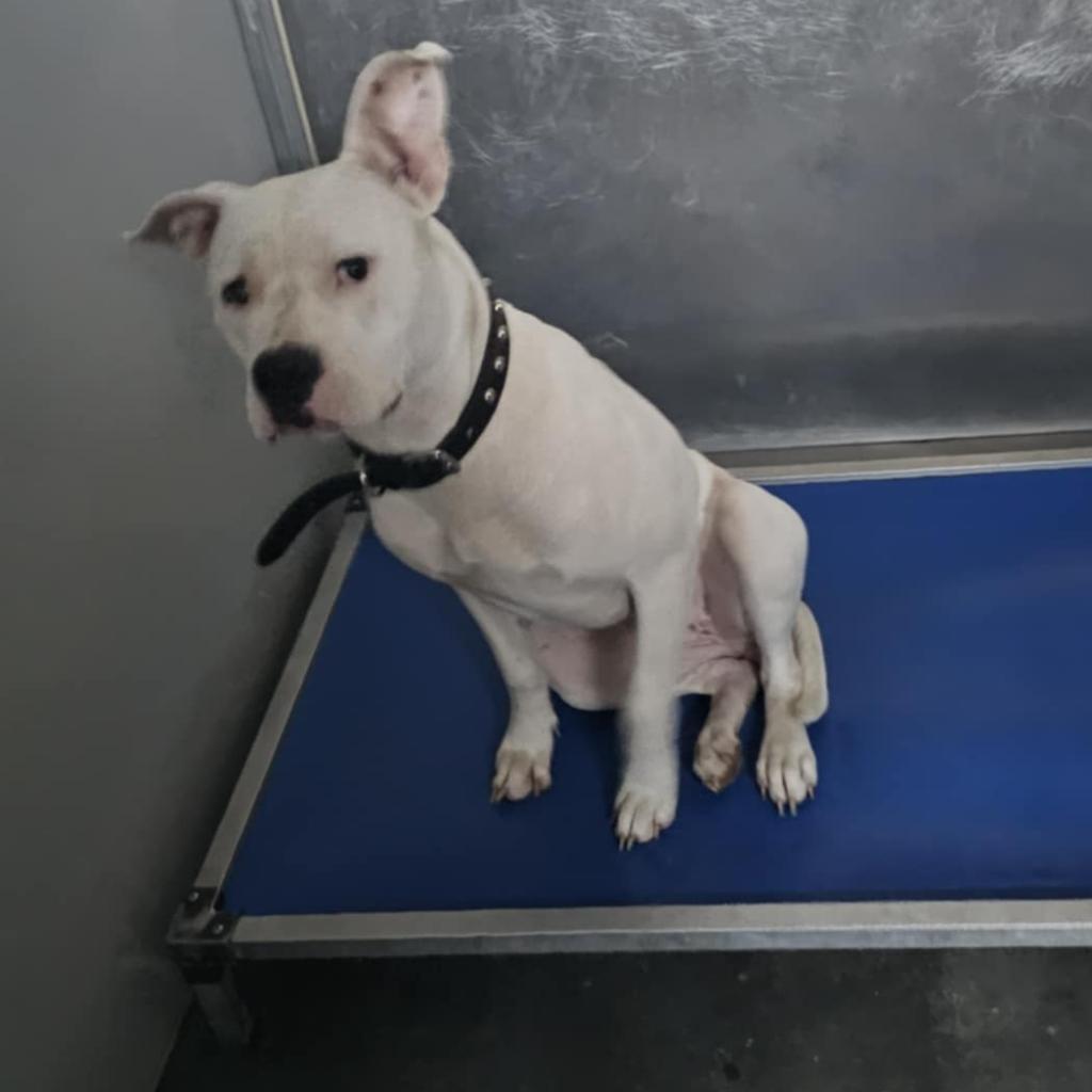 Karma, an adoptable Pit Bull Terrier in Garden City, KS, 67846 | Photo Image 2