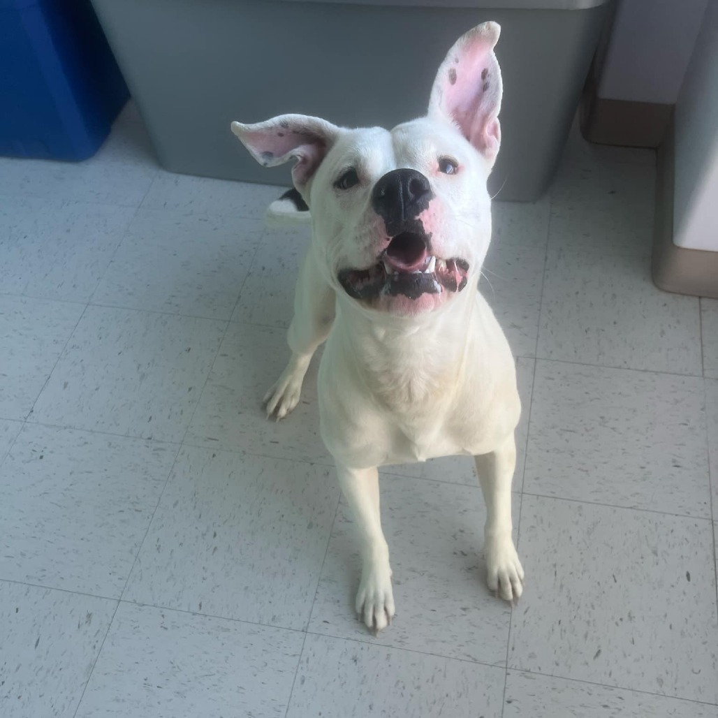 Karma, an adoptable Pit Bull Terrier in Garden City, KS, 67846 | Photo Image 4