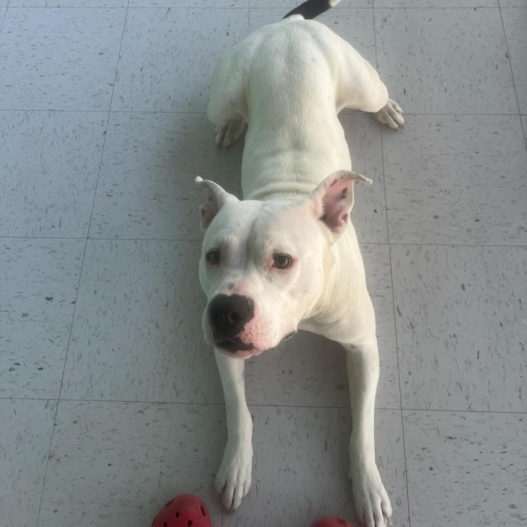 Karma, an adoptable Pit Bull Terrier in Garden City, KS, 67846 | Photo Image 5