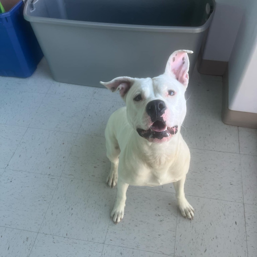 Karma, an adoptable Pit Bull Terrier in Garden City, KS, 67846 | Photo Image 6