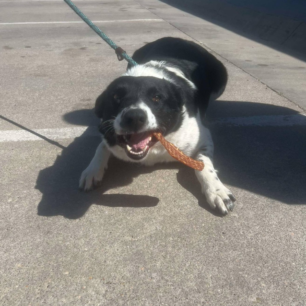 Deja, an adoptable Border Collie in Garden City, KS, 67846 | Photo Image 1