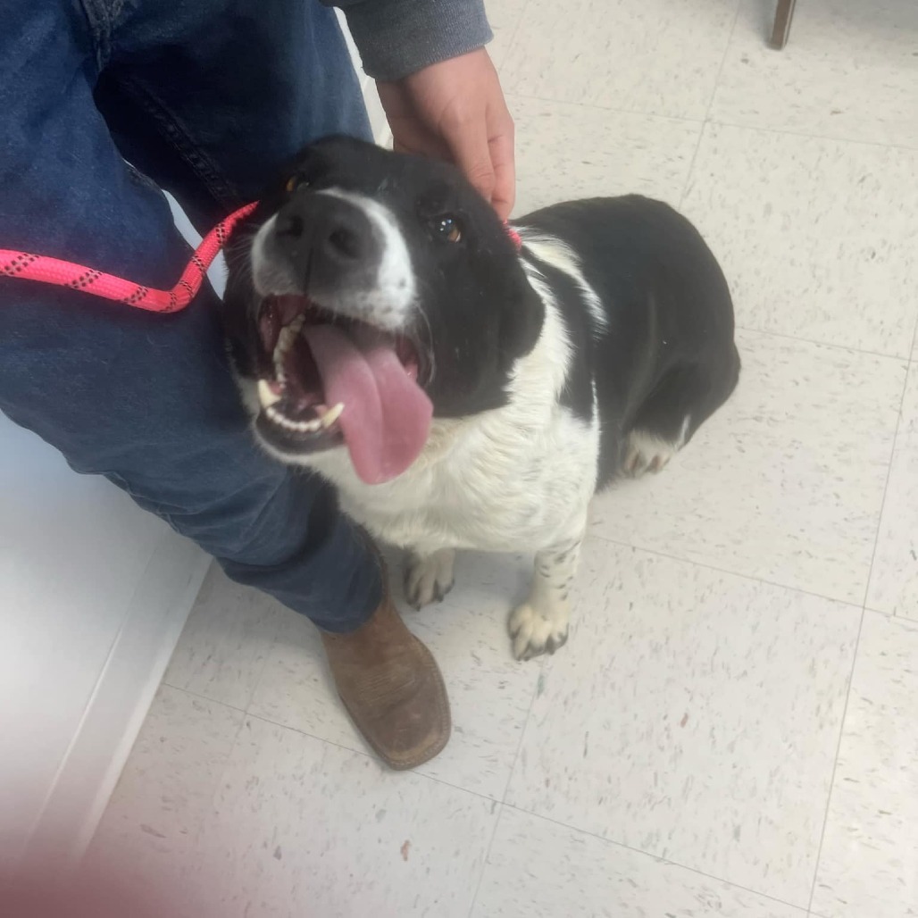 Deja, an adoptable Border Collie in Garden City, KS, 67846 | Photo Image 2