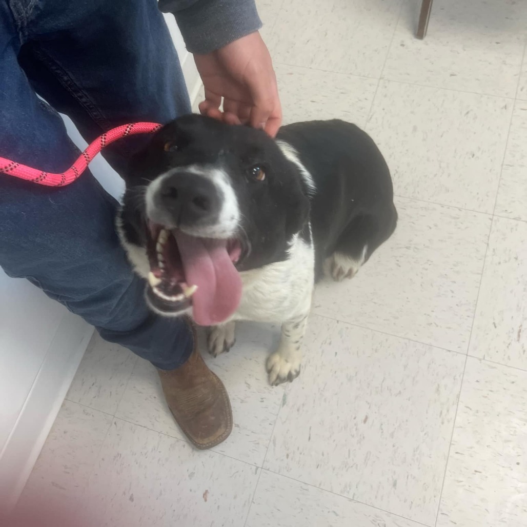 Deja, an adoptable Border Collie in Garden City, KS, 67846 | Photo Image 3