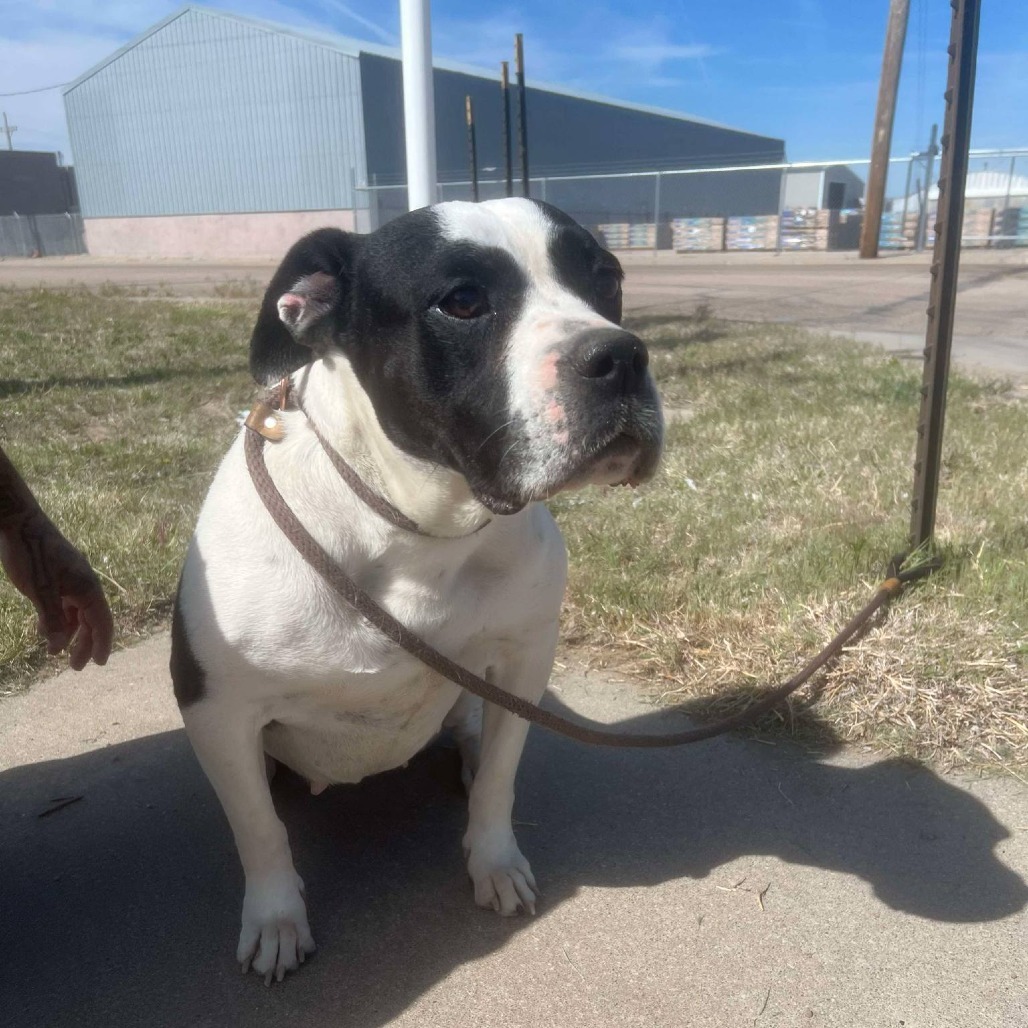Molly, an adoptable Pit Bull Terrier in Garden City, KS, 67846 | Photo Image 1