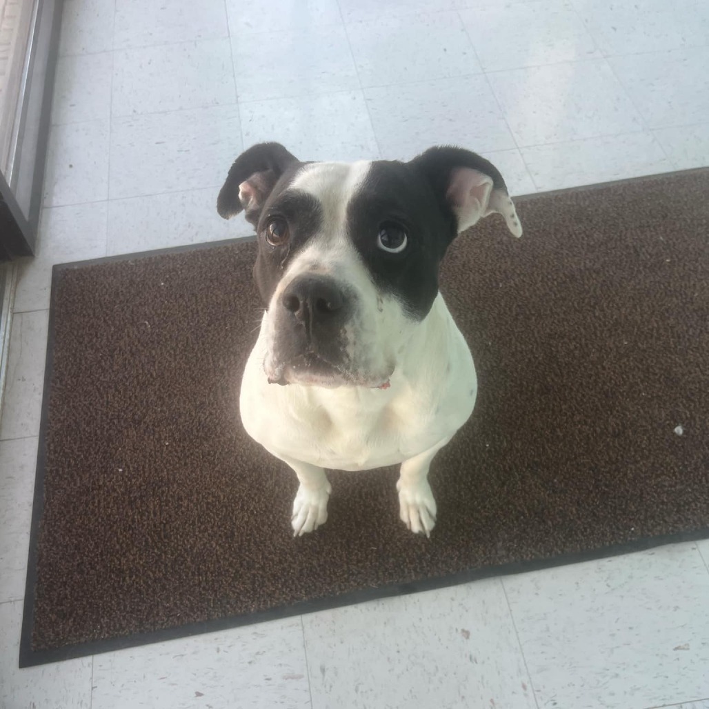 Molly, an adoptable Pit Bull Terrier in Garden City, KS, 67846 | Photo Image 1