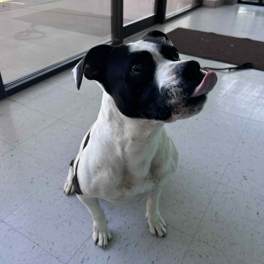 Molly, an adoptable Pit Bull Terrier in Garden City, KS, 67846 | Photo Image 1