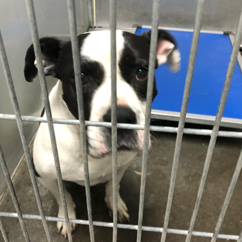 Molly, an adoptable Pit Bull Terrier in Garden City, KS, 67846 | Photo Image 2