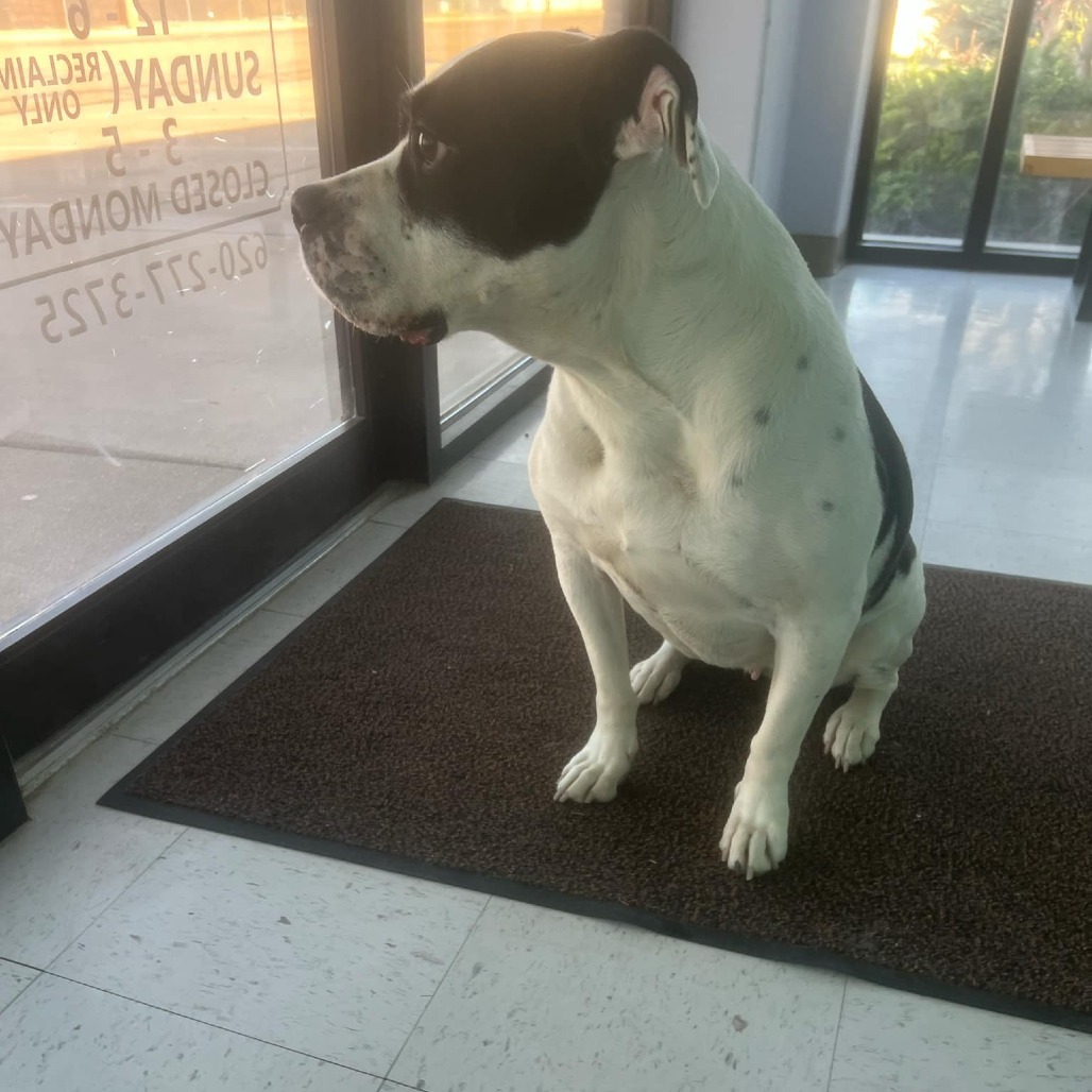 Molly, an adoptable Pit Bull Terrier in Garden City, KS, 67846 | Photo Image 4