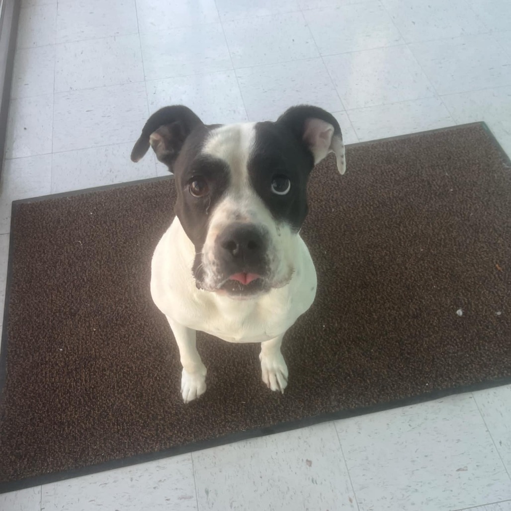 Molly, an adoptable Pit Bull Terrier in Garden City, KS, 67846 | Photo Image 5