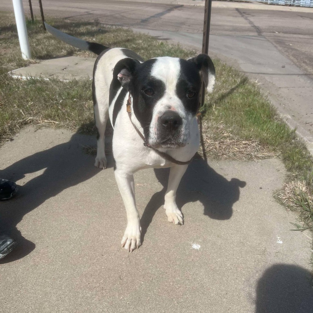 Molly, an adoptable Pit Bull Terrier in Garden City, KS, 67846 | Photo Image 6