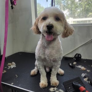 Meet Chico Born April 26 2020 Chico is a lovable Yorkie mix with a heart full of joy He absolutely