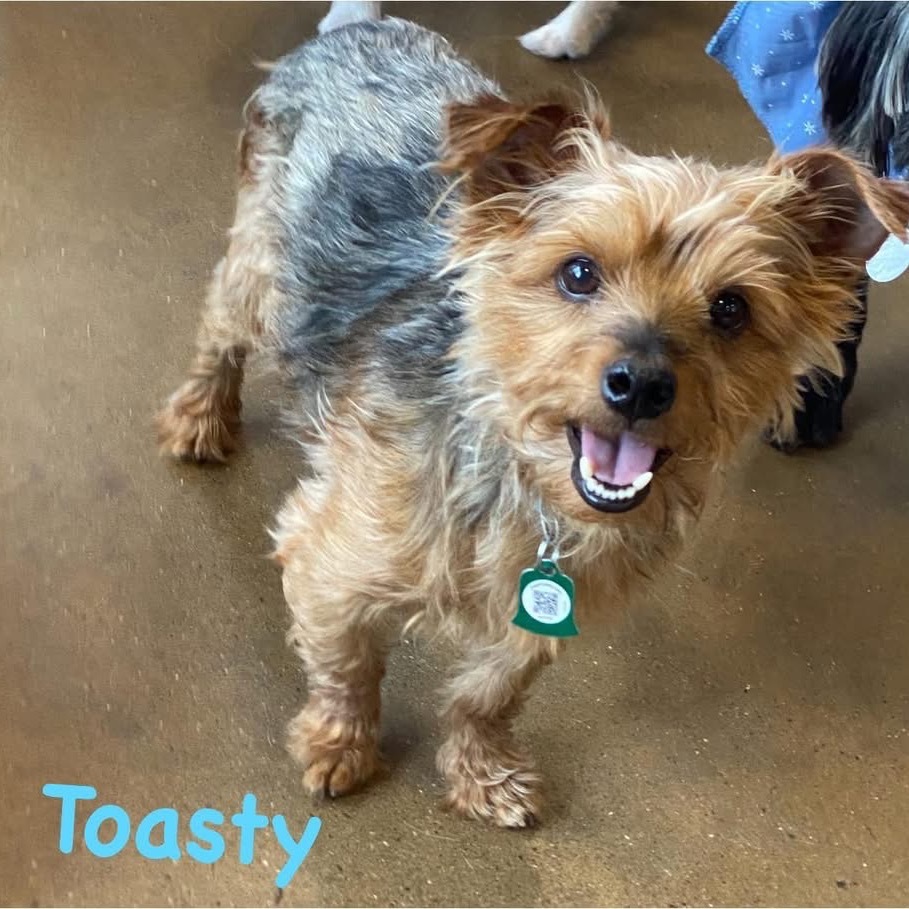 Toasty (Dallas)