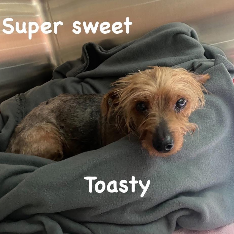 Toasty (Dallas)
