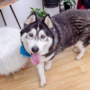 Meet Champ Champ is a fluffy funny 5 year-old fellow with a heart full of sweetness He loves pets