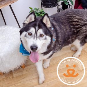 Meet Champ Champ is a fluffy funny 5 year-old fellow with a heart full of sweetness He loves pets