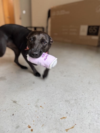 Pepper