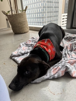 Pepper