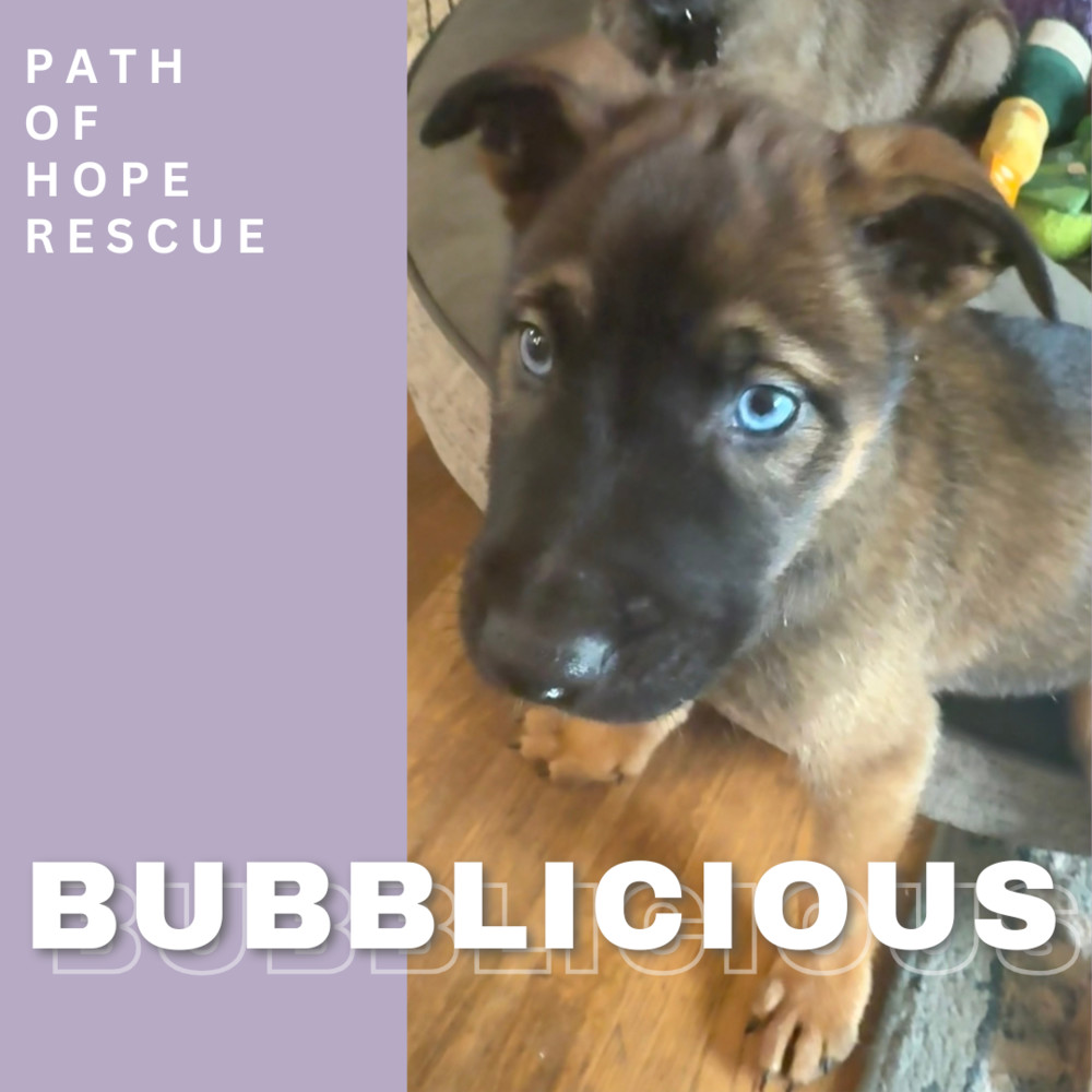 Bubblicious