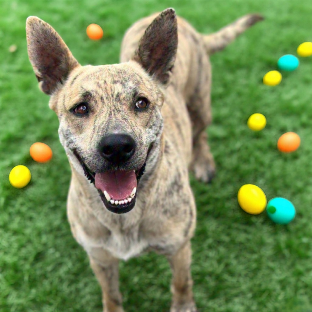 Lily, an adoptable Spitz in Brownsboro, AL, 35741 | Photo Image 1
