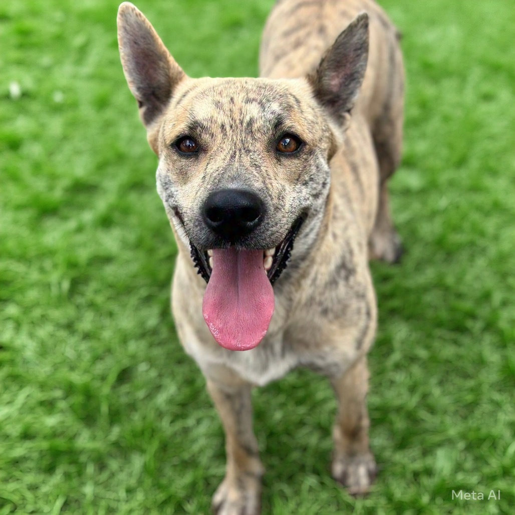 Lily, an adoptable Spitz in Brownsboro, AL, 35741 | Photo Image 2
