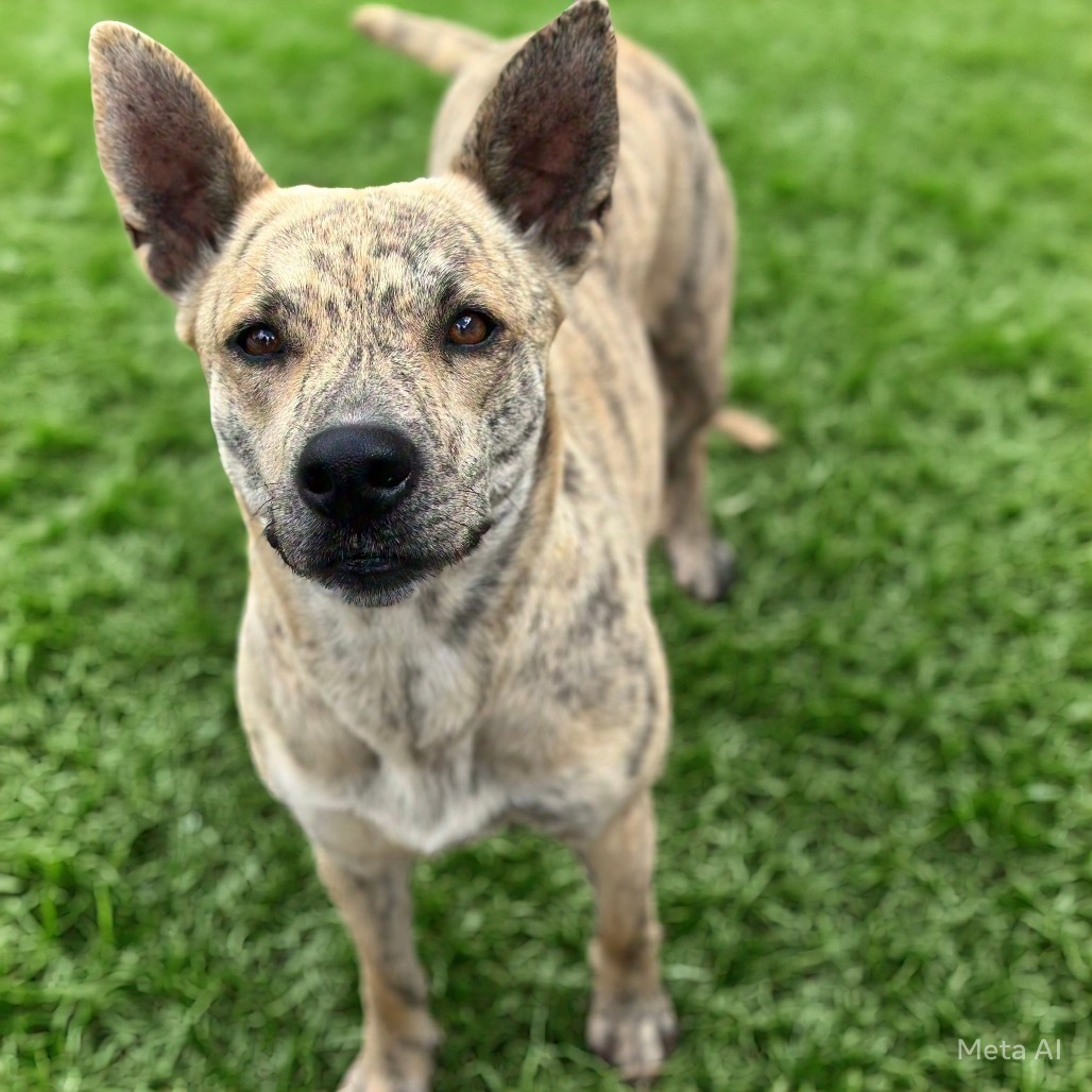 Lily, an adoptable Spitz in Brownsboro, AL, 35741 | Photo Image 4