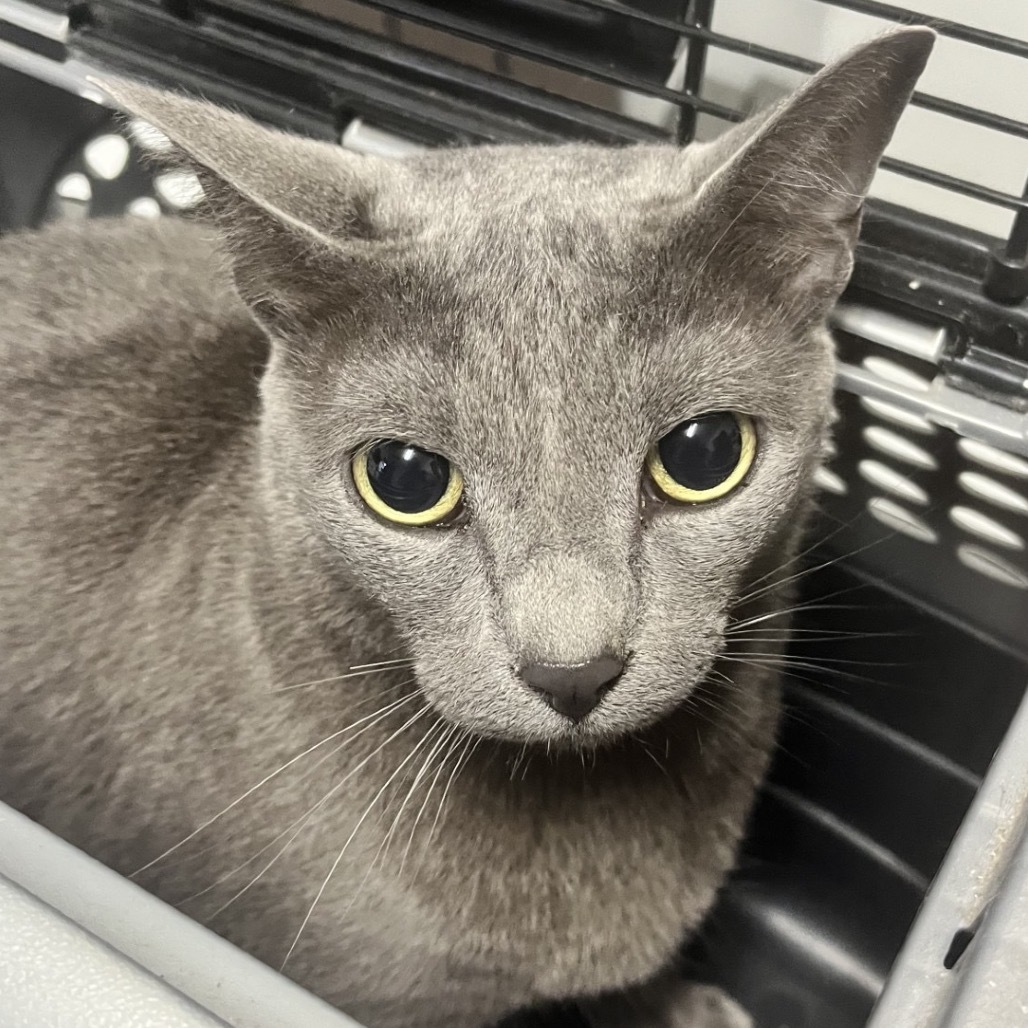 Pancake, an adoptable Domestic Short Hair in Wahiawa, HI, 96786 | Photo Image 1