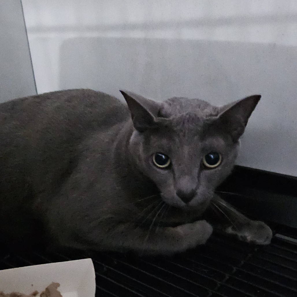 Pancake, an adoptable Domestic Short Hair in Wahiawa, HI, 96786 | Photo Image 2