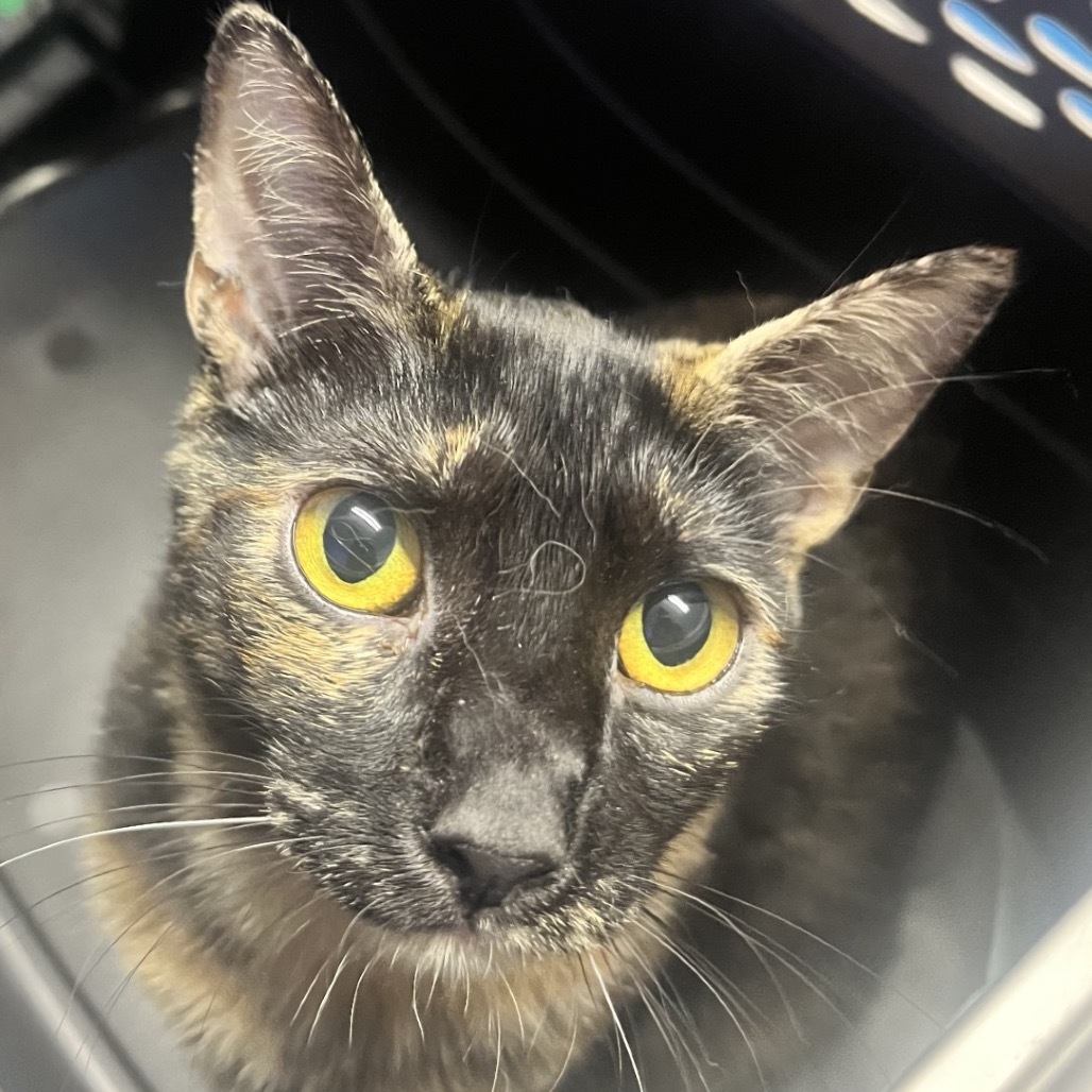 Bee, an adoptable Domestic Short Hair in Wahiawa, HI, 96786 | Photo Image 1