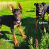 Calhen