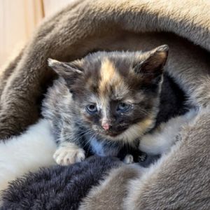 Portobello, Baby Female Domestic Short Hair
