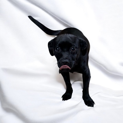Licorice 1
