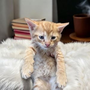 Enoki, Baby Male Domestic Short Hair