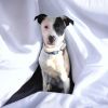 Maisy