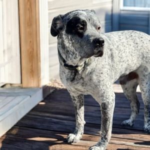 Bruiser, Adult Male unknown