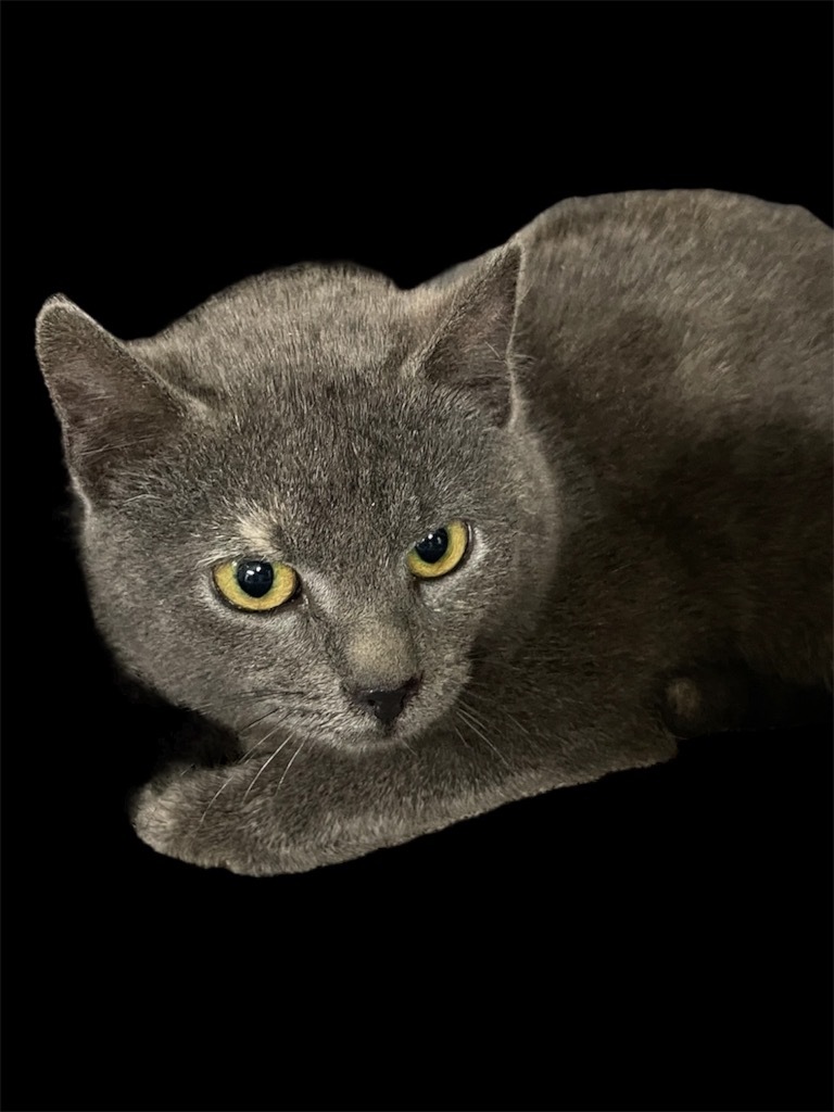 Pewter