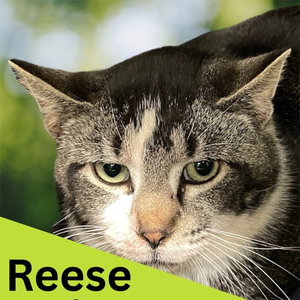 Reese