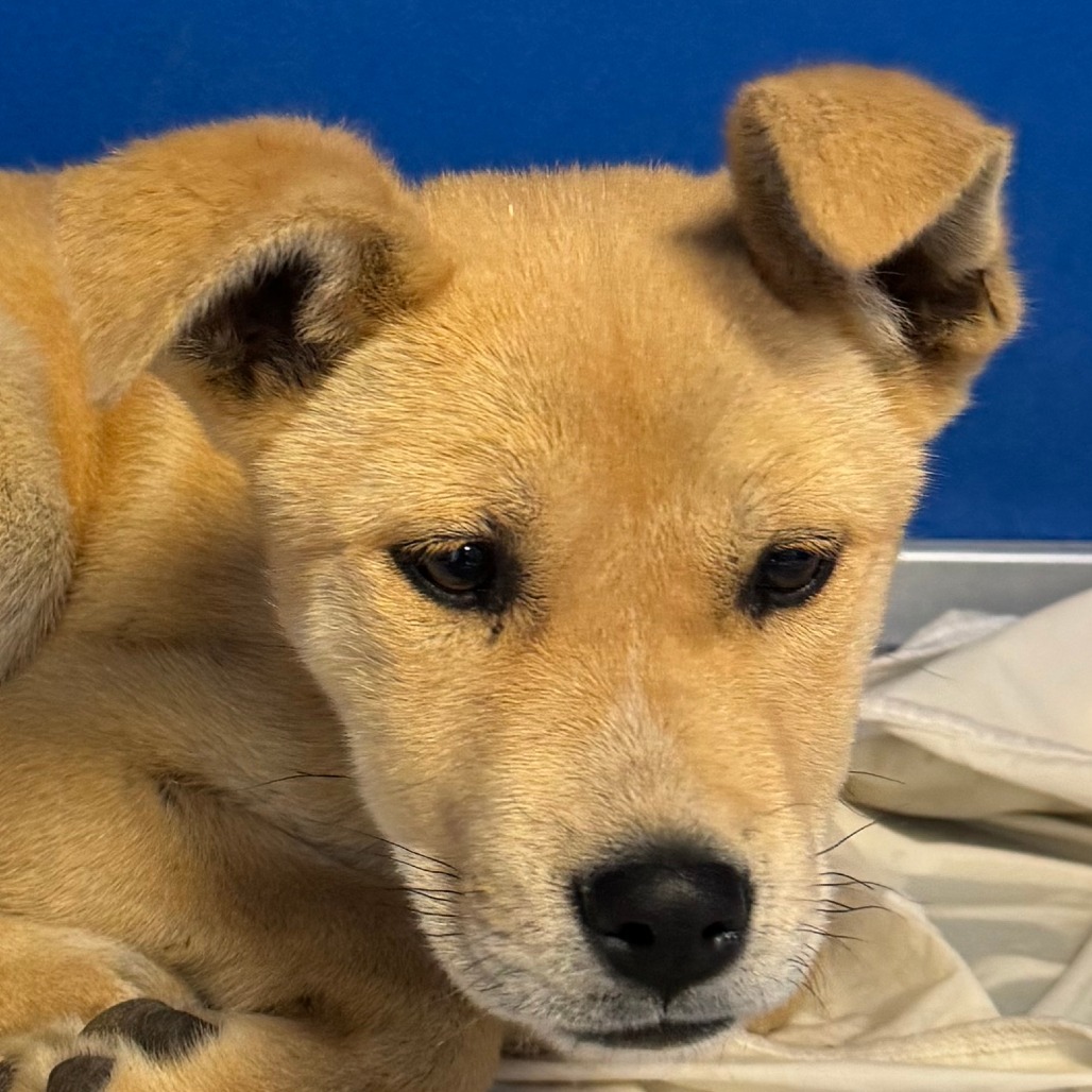 Dandelion, an adoptable Mixed Breed in Las Cruces, NM, 88012 | Photo Image 1