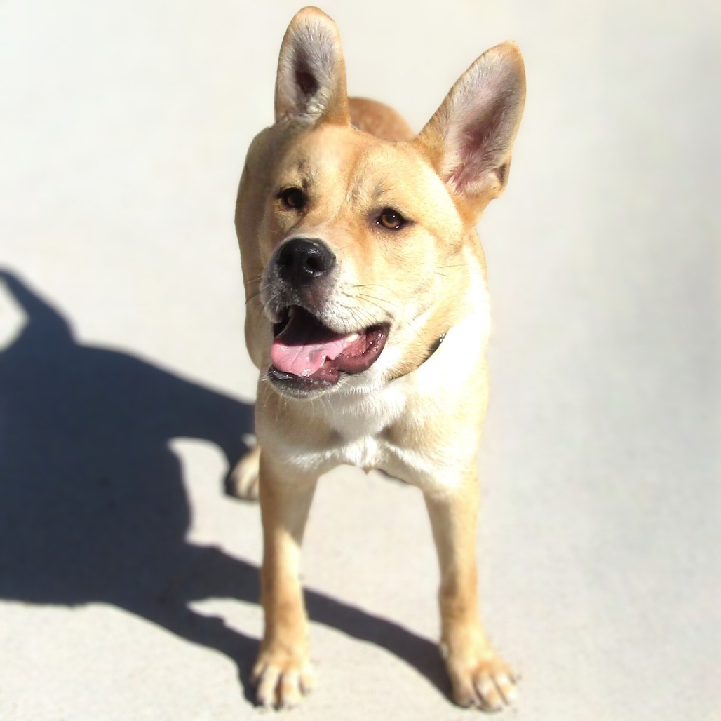 Dandelion, an adoptable Mixed Breed in Las Cruces, NM, 88012 | Photo Image 1