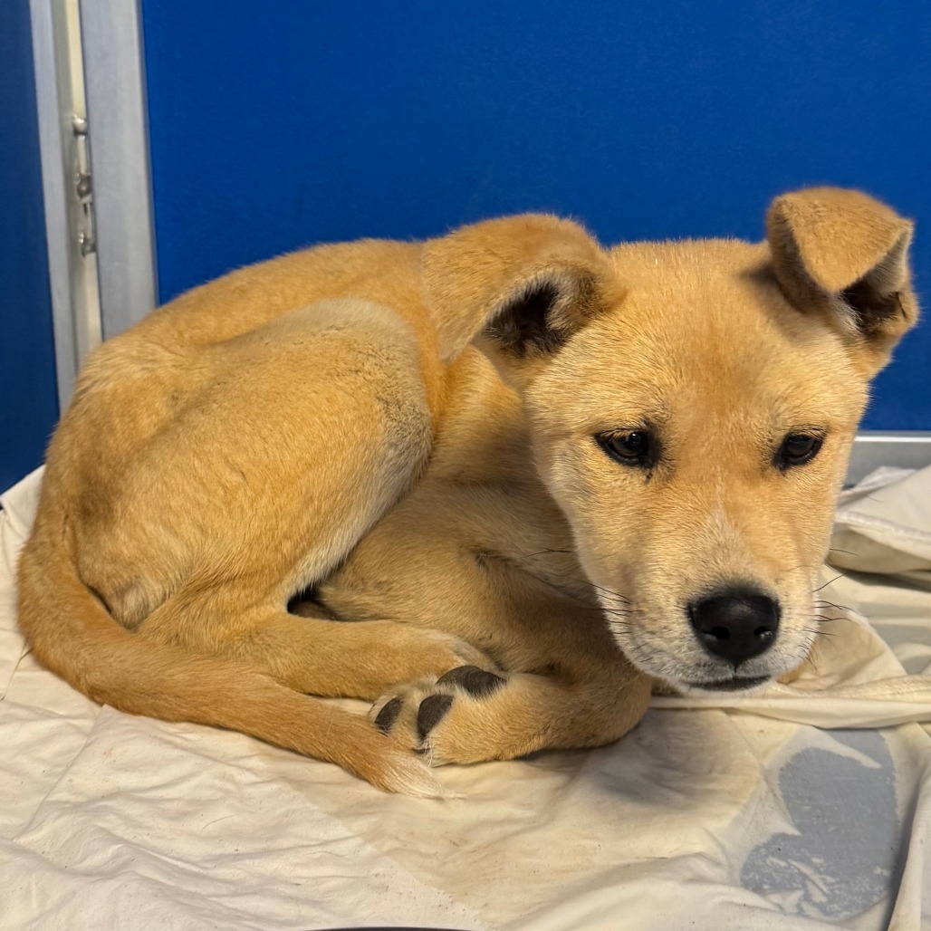 Dandelion, an adoptable Mixed Breed in Las Cruces, NM, 88012 | Photo Image 2