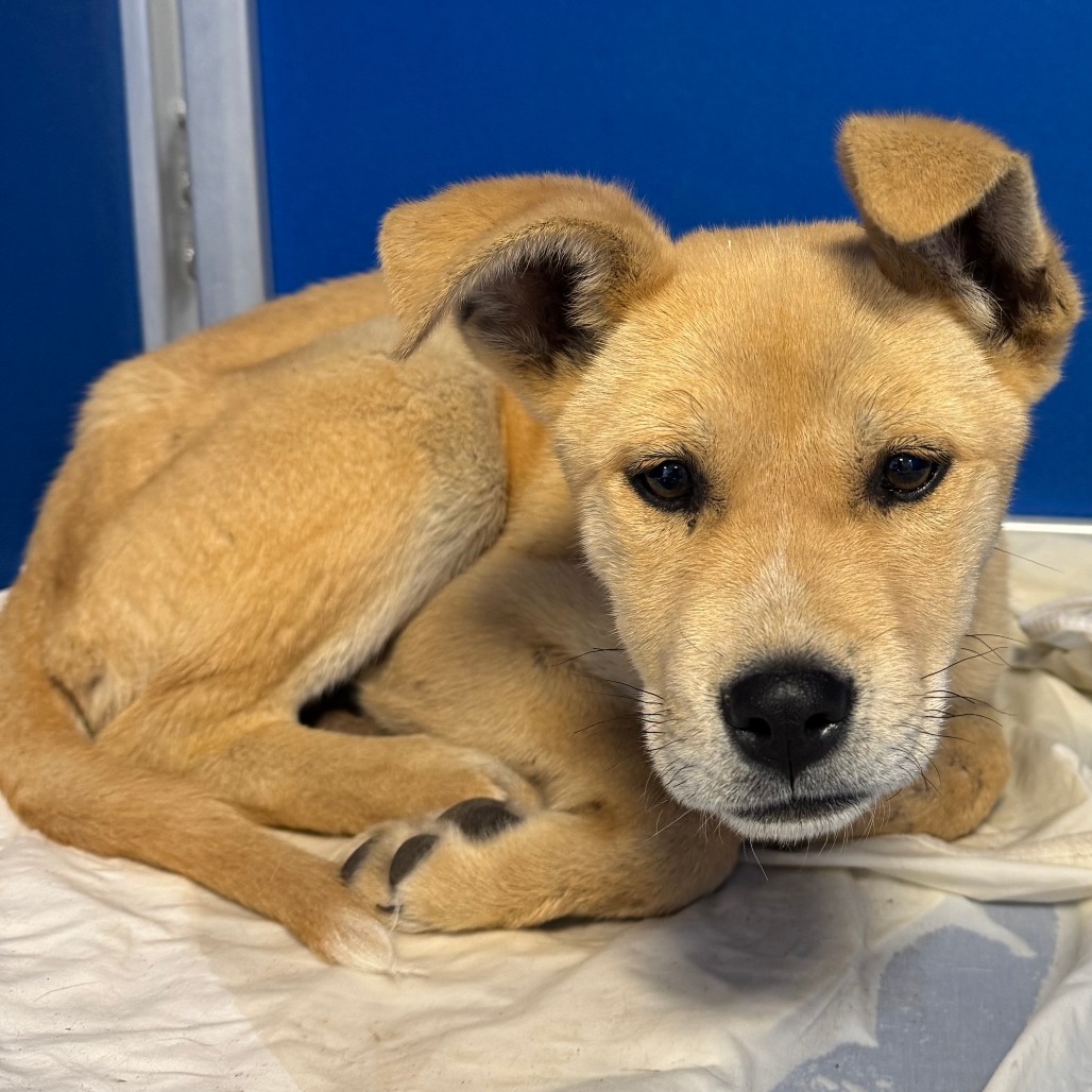 Dandelion, an adoptable Mixed Breed in Las Cruces, NM, 88012 | Photo Image 3