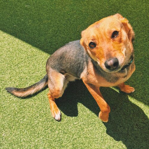 Lyla, an adoptable Shepherd, Mixed Breed in Hays, KS, 67601 | Photo Image 2