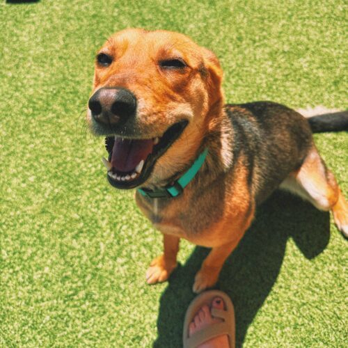 Lyla, an adoptable Shepherd, Mixed Breed in Hays, KS, 67601 | Photo Image 3